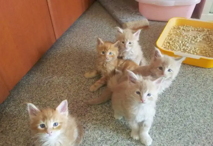 Котята мейн-куна, фотография 3