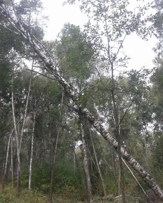 Дрова, фотография 3
