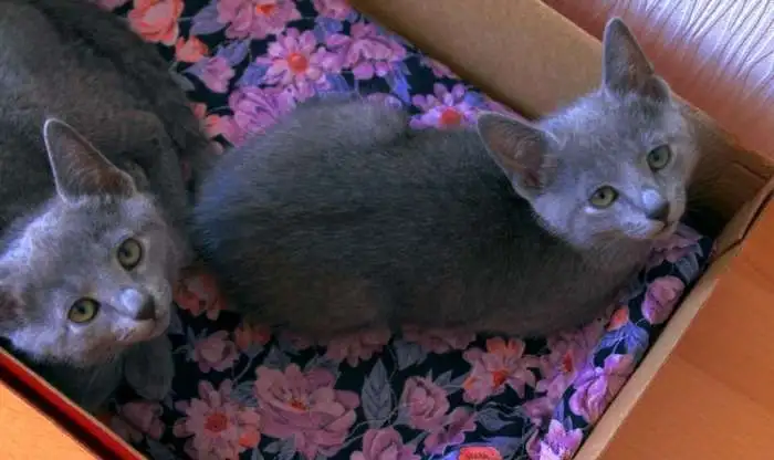 Продам котят русской голубой кошки, фотография 6