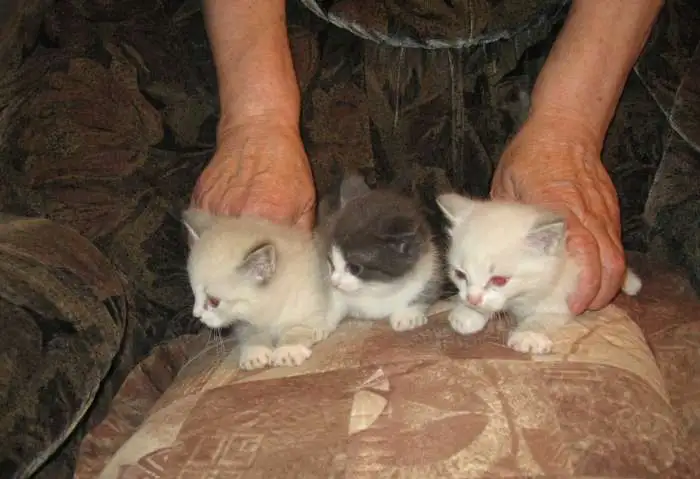 котята, фотография 1