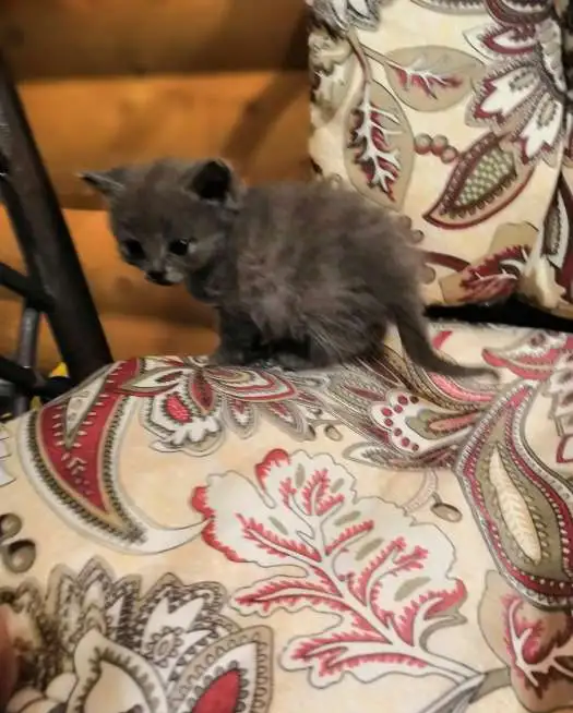 Котята, фотография 3