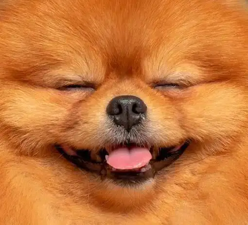 Груминг, фотография 1