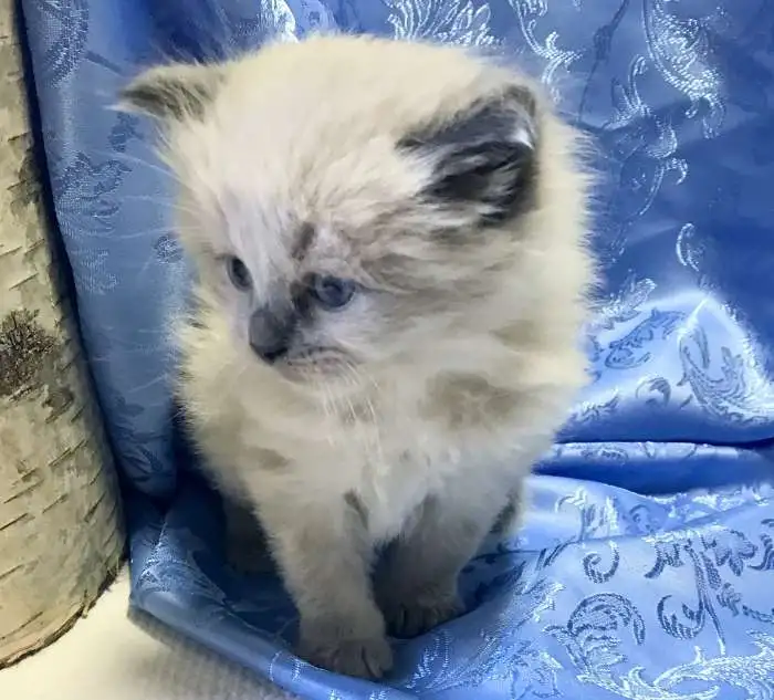 Котята Невкая Маскарадная, фотография 3