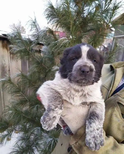 Продам щенков, фотография 1