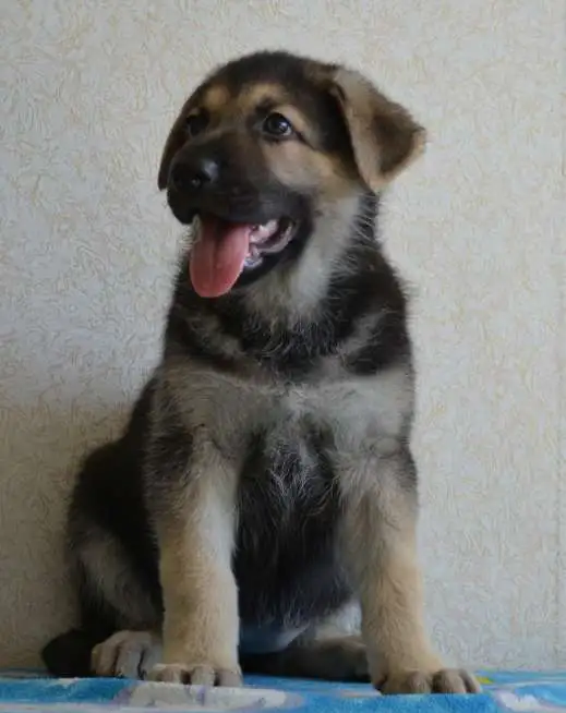 Крупные щенки ВЕО, фотография 3