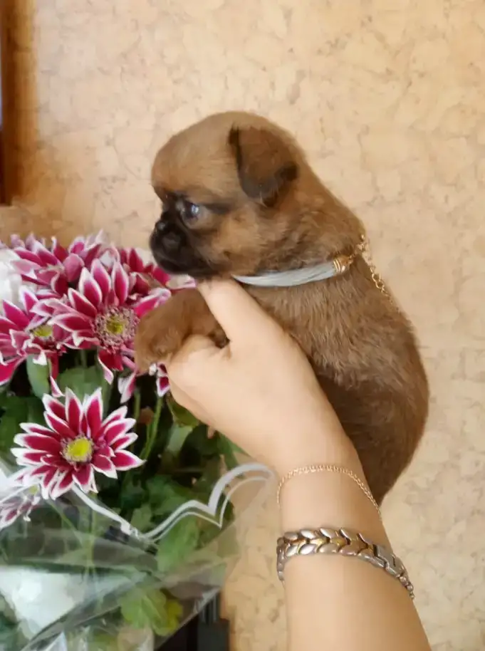 Малышка пти-брабансон, фотография 2