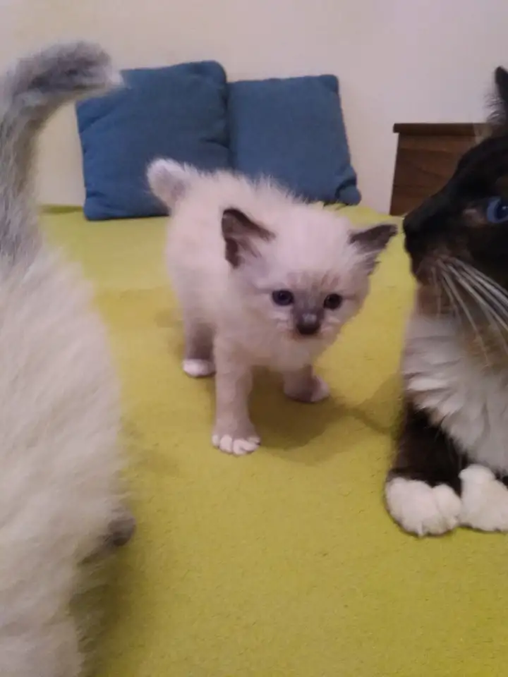 Продам котят породы РЭГДОЛЛ, фотография 1