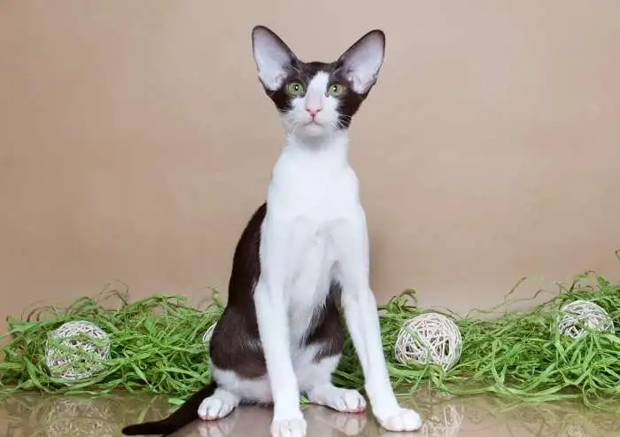 Ориентальные котята, фотография 5
