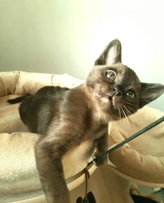 Котята бурма, фотография 1