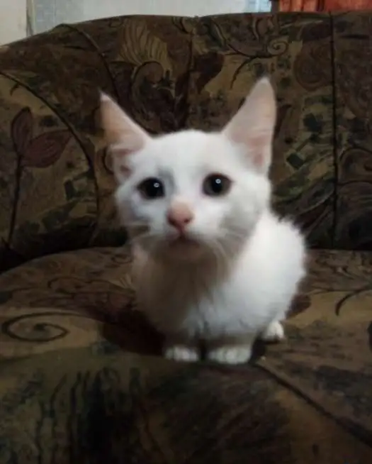 Отдам котят, фотография 1