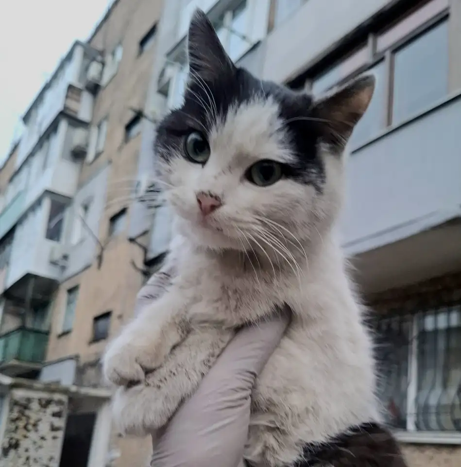Котик мышелов бесплатно в добрые руки, фотография 6