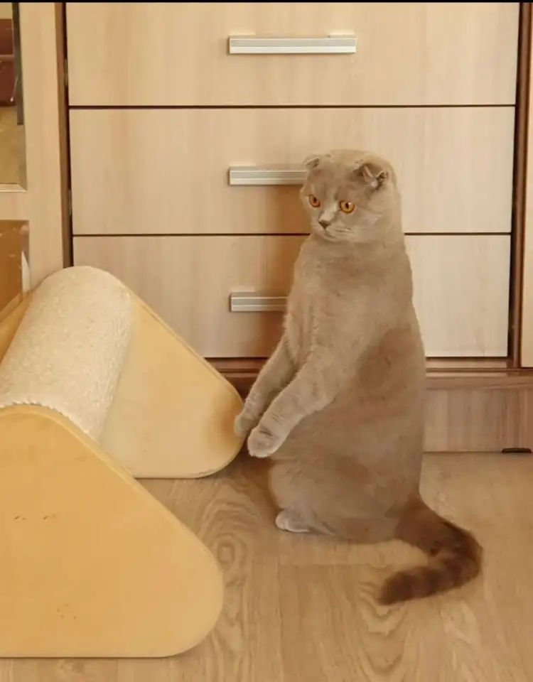 Передержка домашняя кошек и грызунов, фотография 6