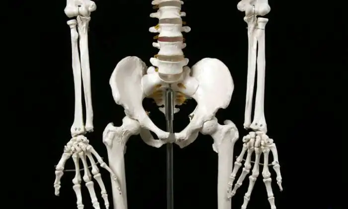 Новый Скелет 1м 70 см на подставке - Новый!, фотография 6