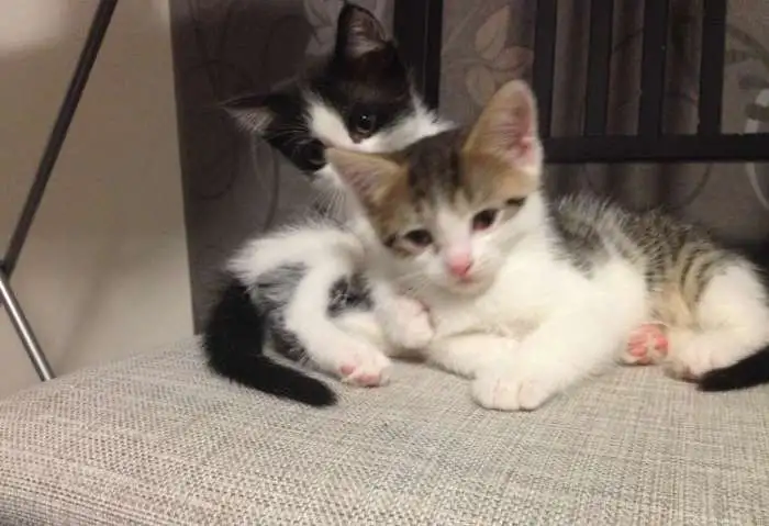 Котята 2 месяца, фотография 1