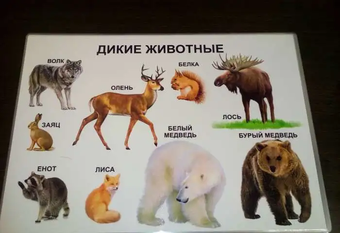 Развивающие плакаты, фотография 10