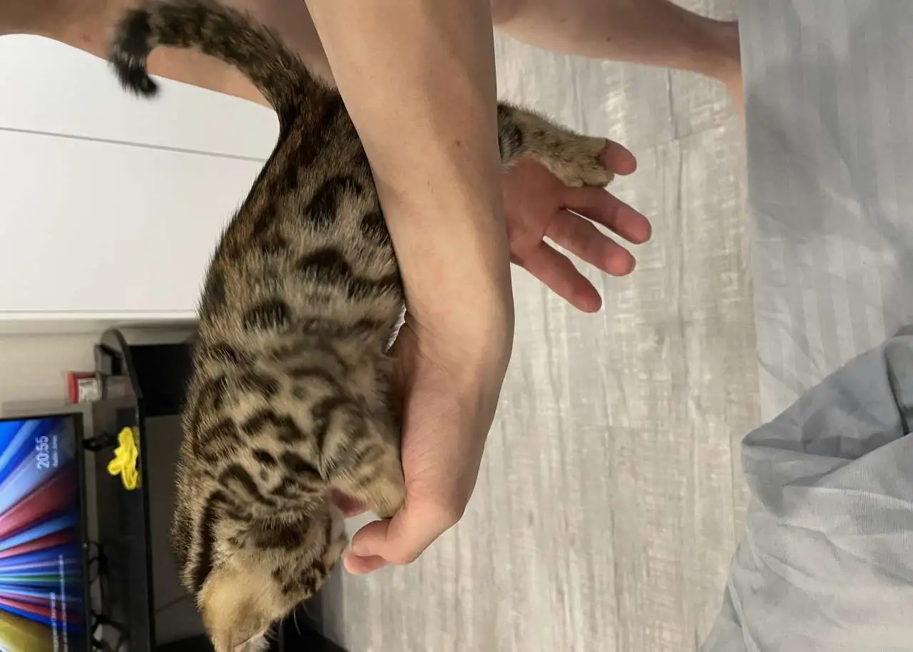 Бенгальский котёнок, фотография 2