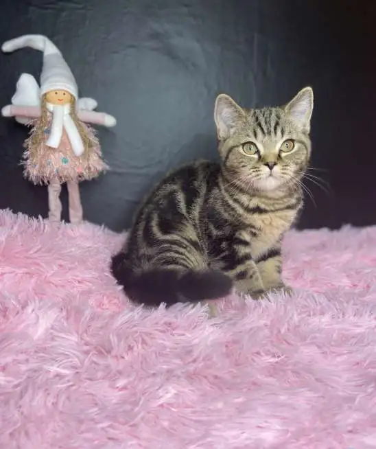 Британских котята, фотография 9