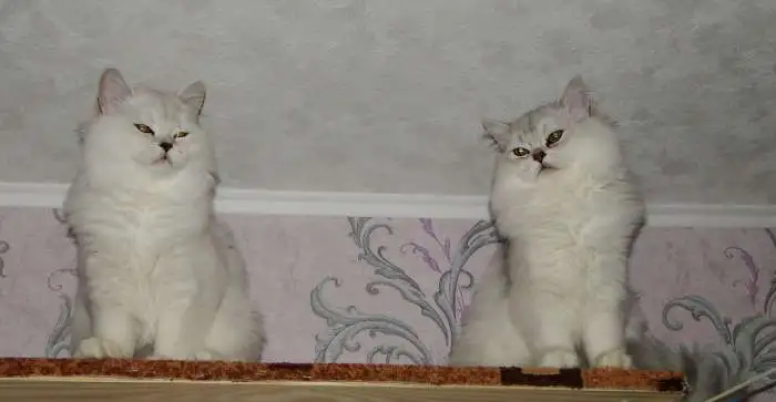 Нежные котята для души, фотография 4