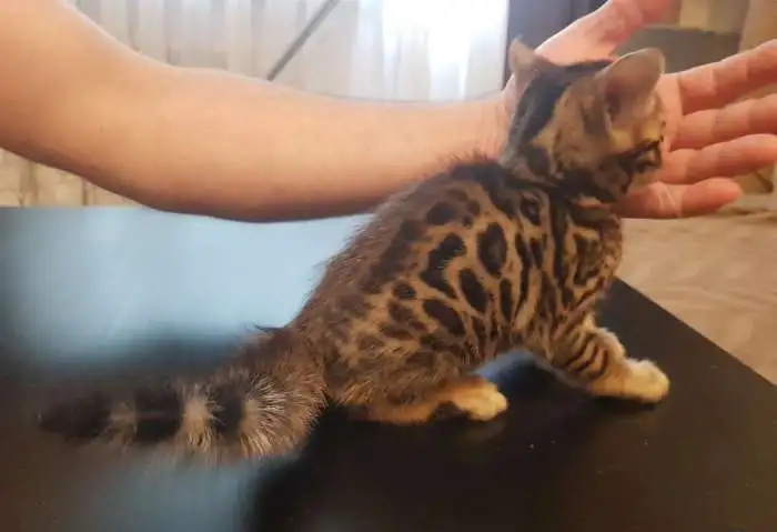 Бенгальские котята, фотография 6