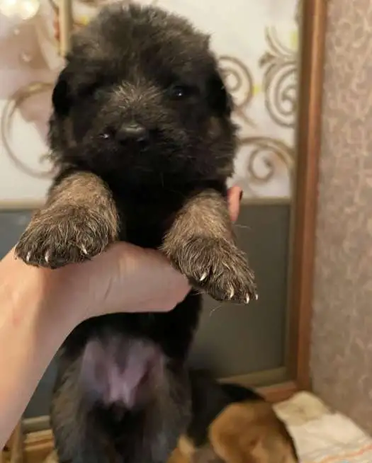 Продаются, фотография 2