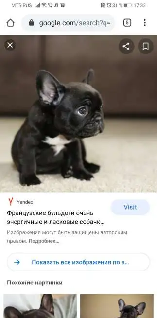 Французский бульдог, фотография 1