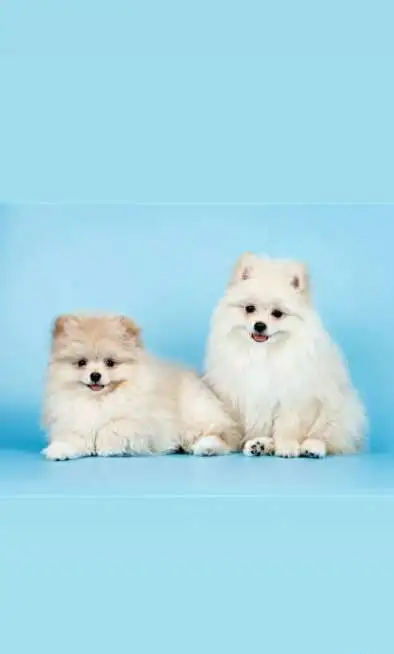 Шпиц немецкий малый, фотография 6
