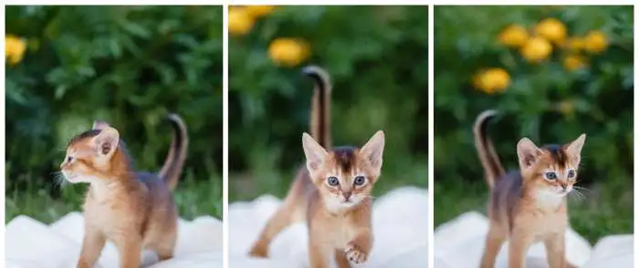 Абиссинские котята, фотография 3