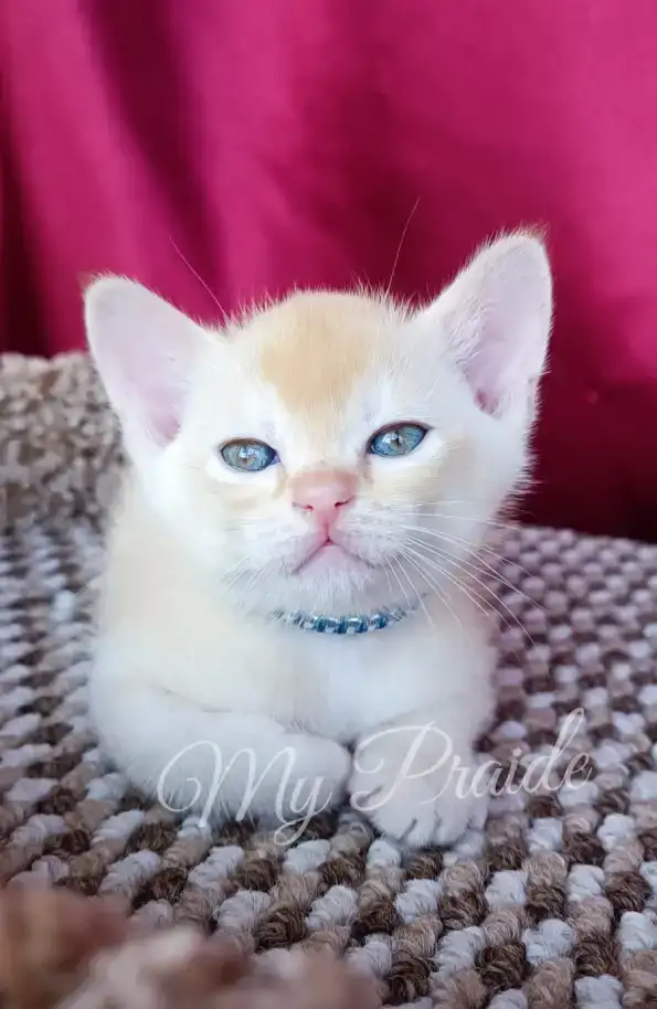 Бурма. Котенок. Европейская бурма, фотография 1