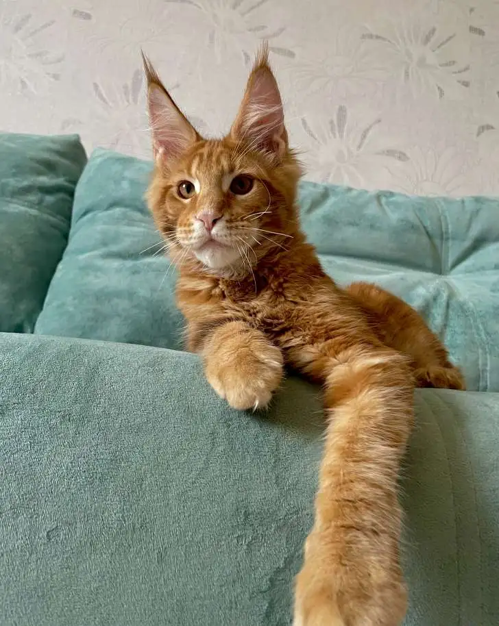 Котята породы мейн-кун, фотография 6