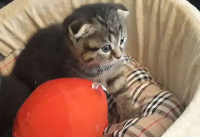 Вислоухие котята, фотография 3