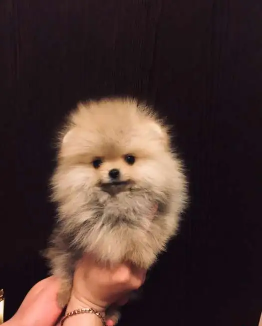 Микро мальчик и мини девочка, фотография 3