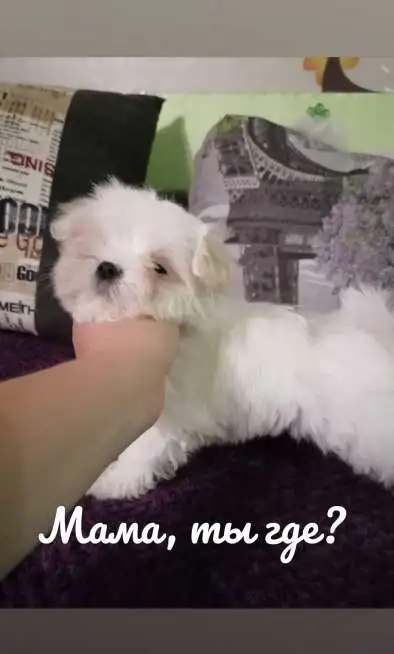 Снежная мальтезе, фотография 1