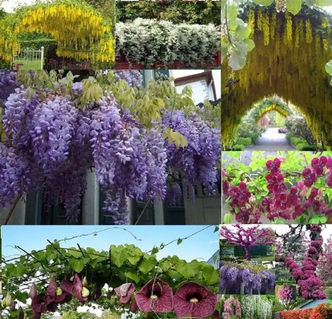 Редкие декоративные и плодовые саженцы, фотография 2