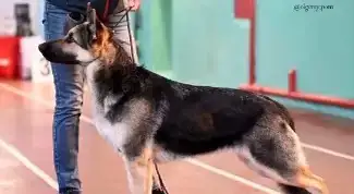 Щенки ВЕО, фотография 1