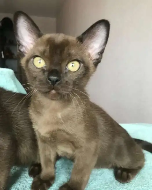 Продам Бурманские котята, фотография 3