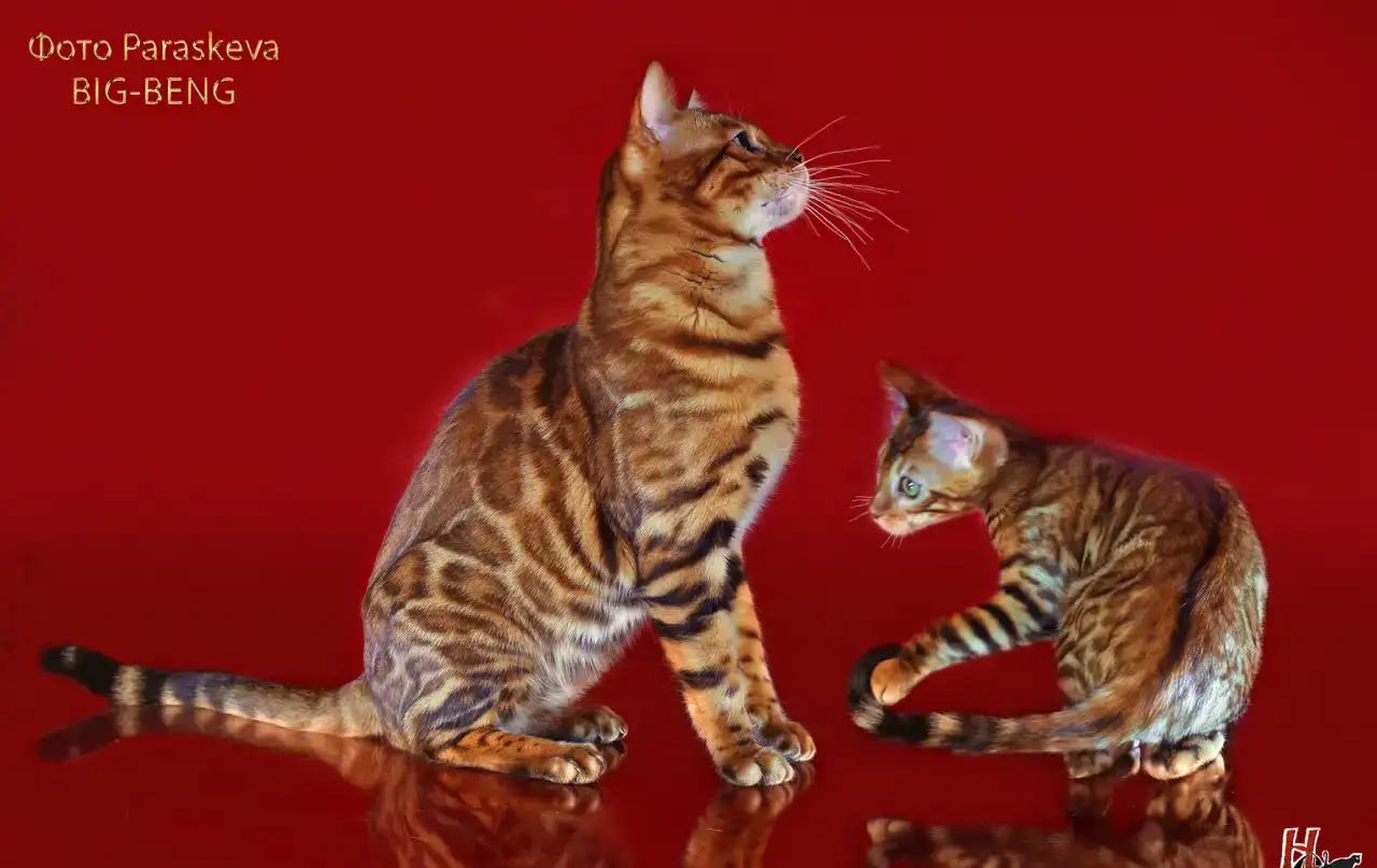Бенгальские котята, фотография 7