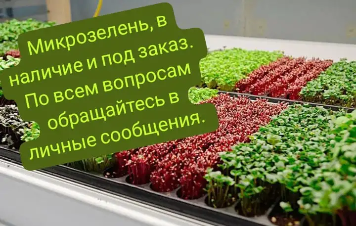 Микрозелень, фотография 1