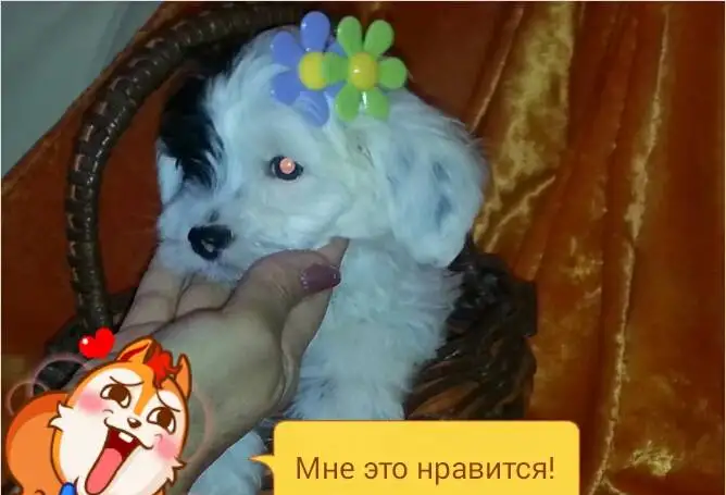 щеночки китайской голой собачки, фотография 7