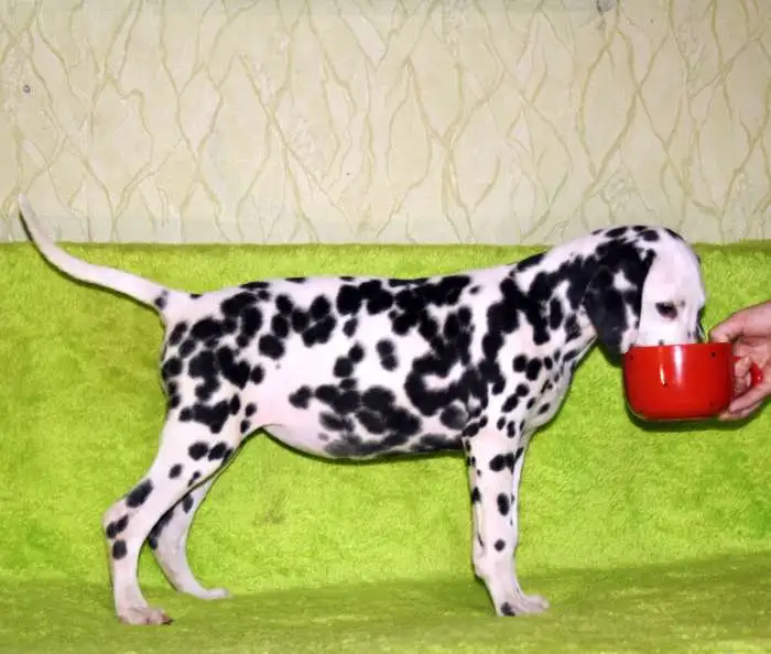 Пятнышки, фотография 3