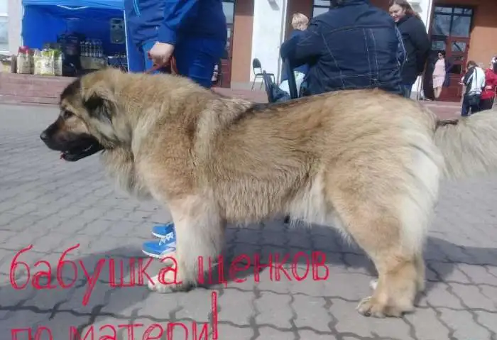 Супер девочка кавказской овчарки, фотография 3