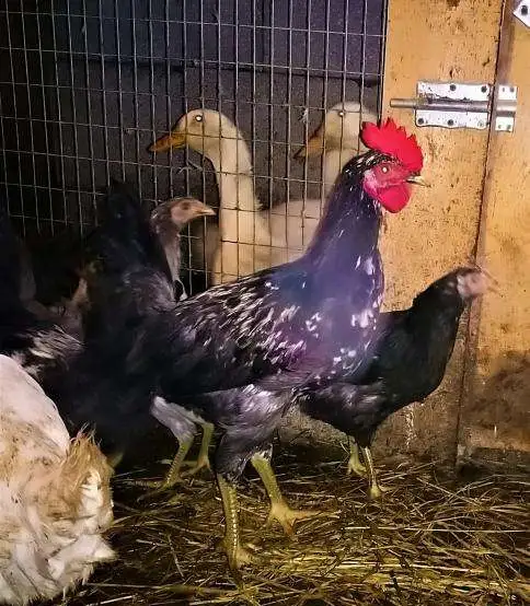 Продам петушков молодых домашних, фотография 1