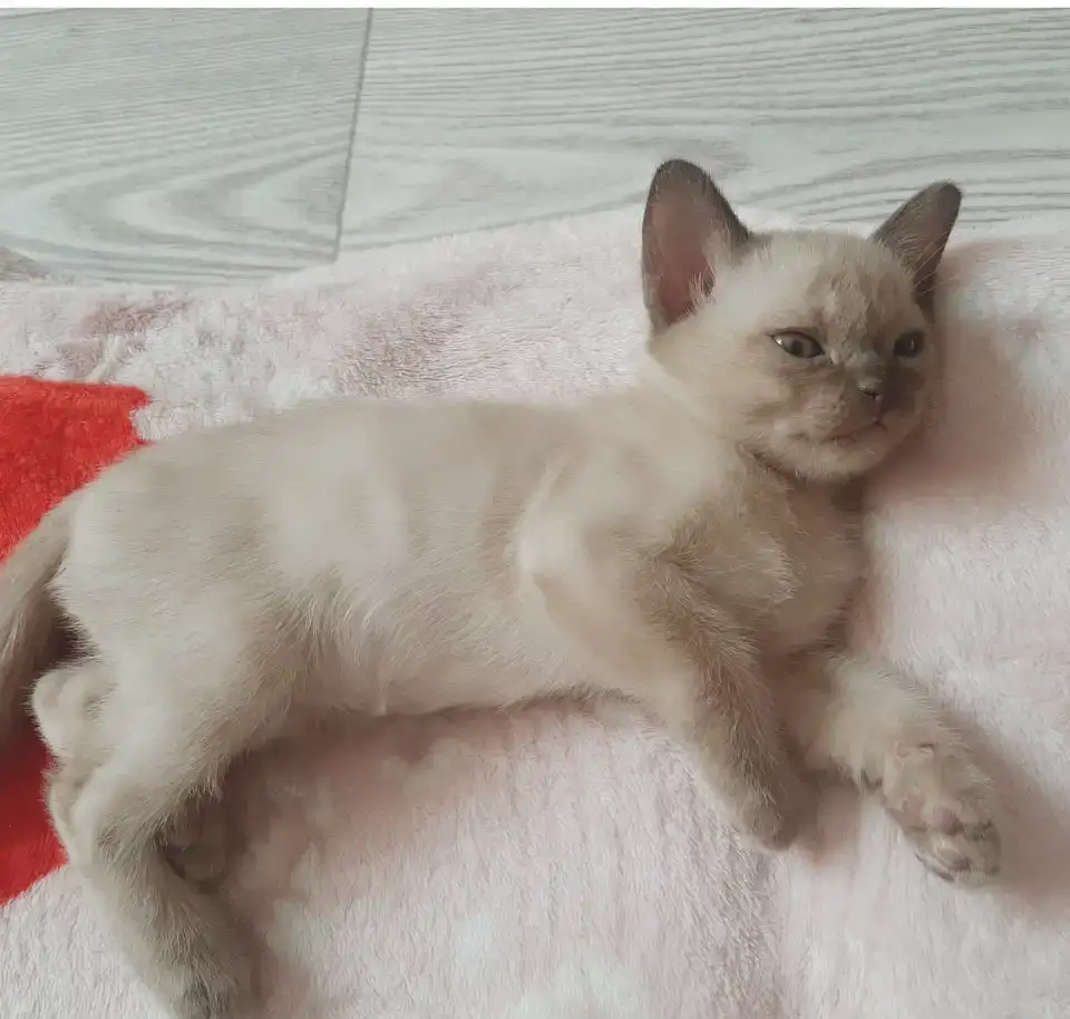 Бурманские котята, фотография 2