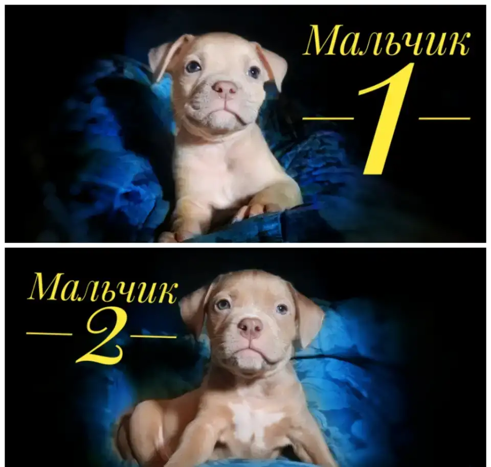 Предлагаются малыши американского булли, фотография 1