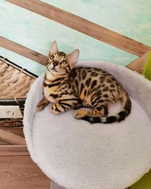 Бенгальские котята, фотография 5