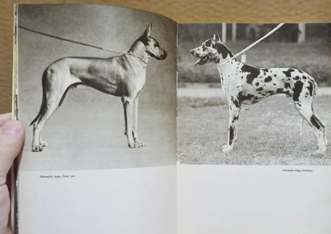 Atlas plemen psu Атлас пород собак 1973 г, фотография 9