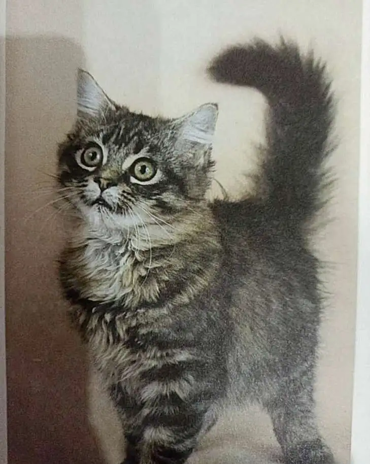 Книга Энциклопедия Кошки. Джино Пуньетти., фотография 3