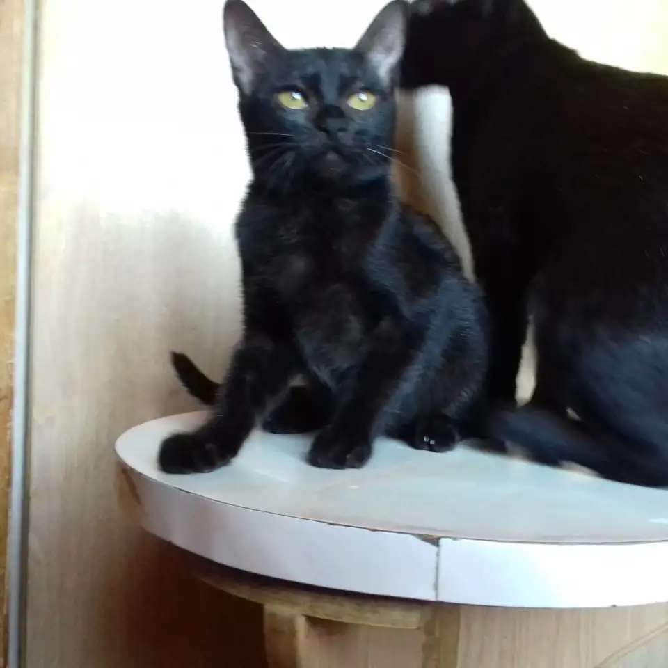 Бомбейские котята., фотография 6