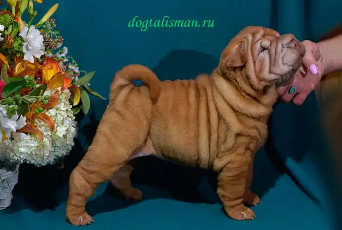 Щеночки Шарпея, фотография 2