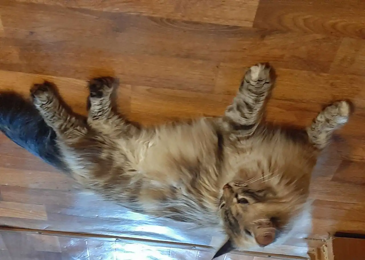 Котята, фотография 5