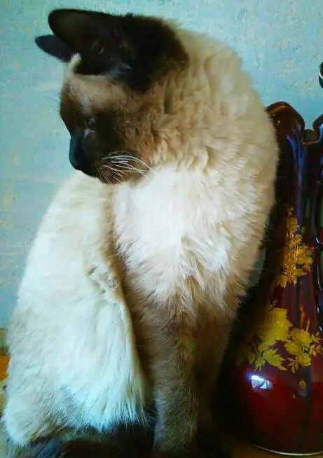 Продаются котята!, фотография 5